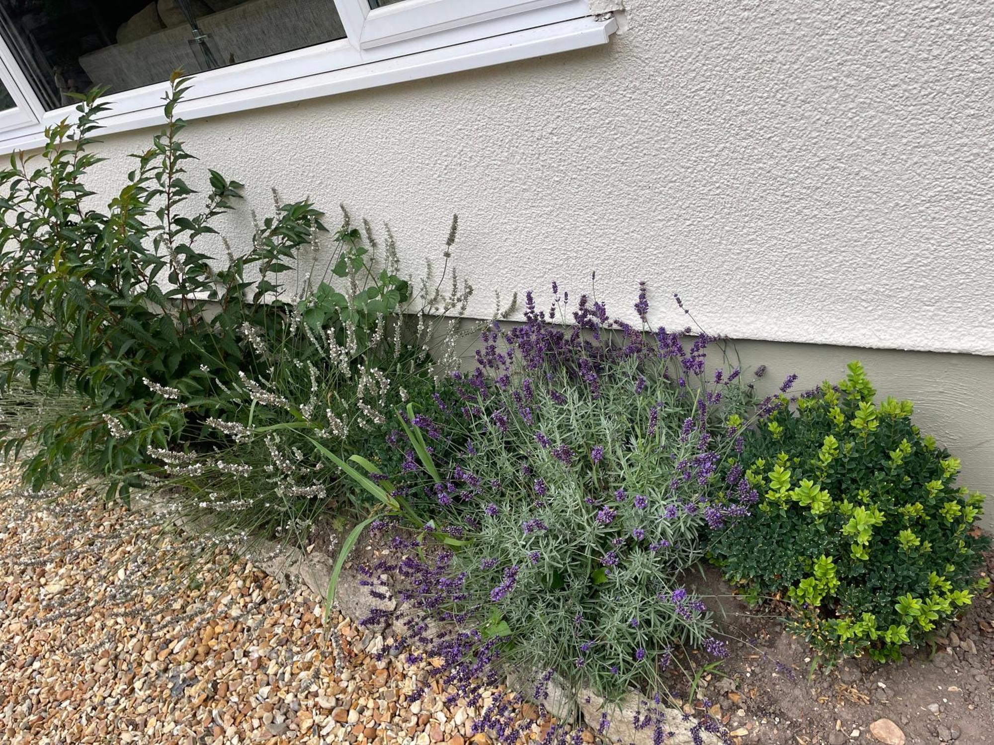 Woodland House B & B Wimborne Minster Eksteriør bilde